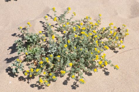 Lotus cytisoides subsp. conradiae e Medicago marina